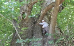 درختان کهنسالی که با قدمت 15 قرن ثبت ملی شدند