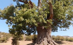 درخت هزار ساله گیلان در فهرست میراث طبیعی ملی نشست