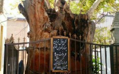 مراتب ثبت درختان کهنسال تهران به استاندار ابلاغ شد