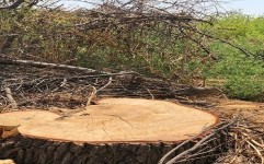 قطع ۱۰۰ درخت در قزوین و چند پیشنهاد