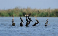 ممنوعیت شکار پرندگان در تالاب های آذربایجان شرقی