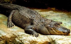 زیستگاه تمساح های پوزه کوتاه جاذبه ای زیبا و بکر برای گردشگران