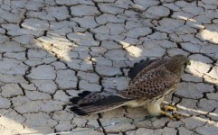 باندهای قاچاق و صید پرندگان شکاری در بوشهر متلاشی شد