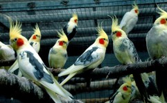 100 قطعه پرنده کمیاب از اتوبوسی در بیرجند کشف شد