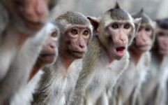 حمله میمون های وحشی به مردم گیلان