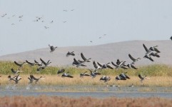 راه اندازی نخستین باشگاه پرنده نگری در یزد