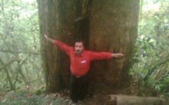 شناسایی بزرگ ترین درخت سرخدار هیرکانی در مازندران