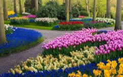 باغ های زیبا و بدون بازدیدکننده لاله هلند در دوران کرونا!