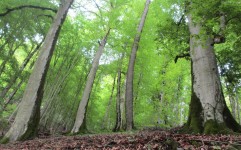 حمایت پروژه هیرکانی از پایان نامه ها و تحقیقات مرتبط با جنگل