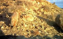 عکس برداری از یک گربه پالاس در پارک ملی ساریگل