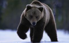 بیمه دانا به کمک خرس سیاه بلوچی می آید؟