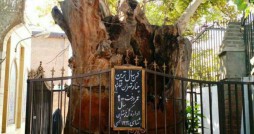 مراتب ثبت درختان کهنسال تهران به استاندار ابلاغ شد