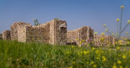 تهدید حریم شهر باستانی بیشاپور با کاشت گل
