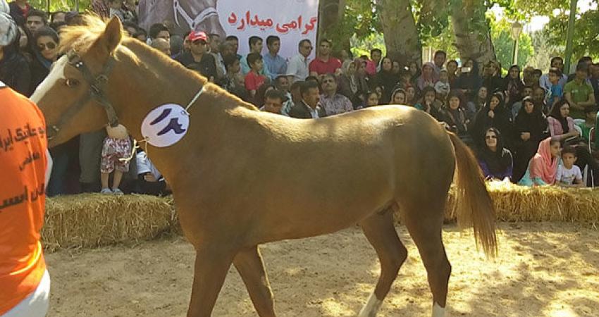 برگزاری جشنواره ملی زیبایی اسب اصیل ترکمن در بجنورد