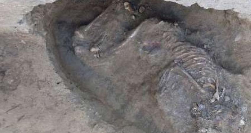 کشف اسکلت 5800 ساله انسان در اطراف شیراز