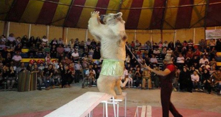 حذف کامل حیات وحش در سیرک ها تا پایان امسال