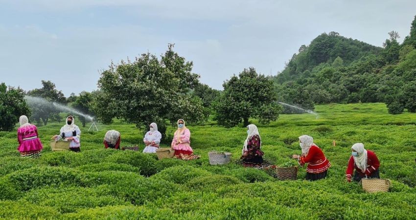 «پایتخت چای ایران» در آستانه ثبت جهانی