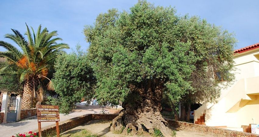 «وو وِس» درختی از زمان سقوط امپراتوری روم