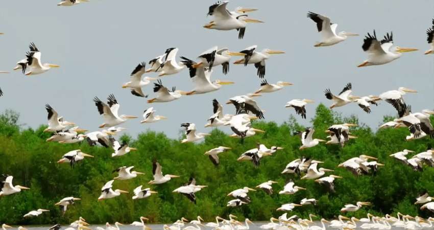 تالاب های گیلان میزبان افزون بر 200 هزار پرنده مهاجر