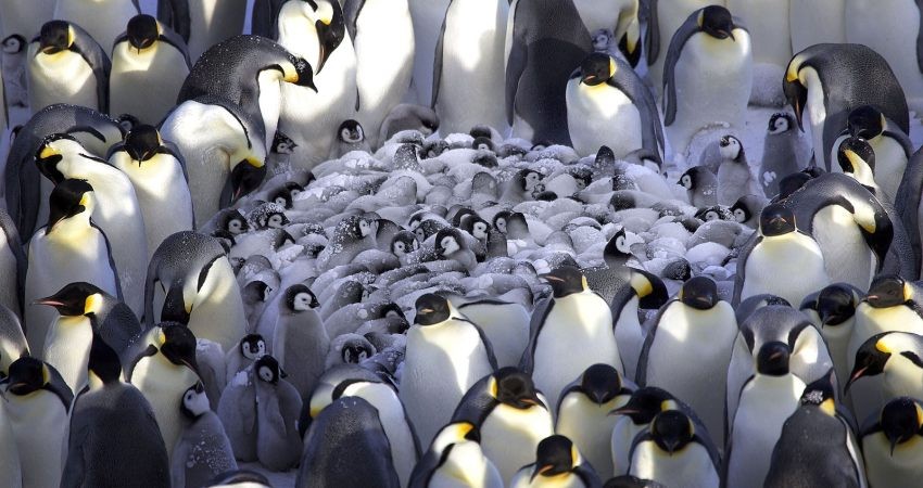 پنگوئن های پادشاه در دوراهی مهاجرت یا مرگ