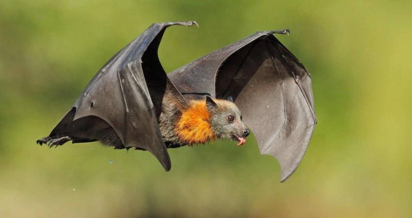 خفاش ها هم قربانی شایعه سودجویان شده اند