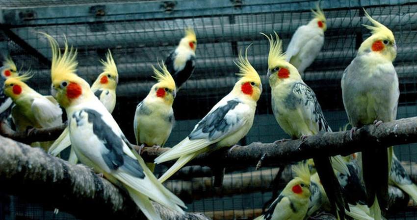 100 قطعه پرنده کمیاب از اتوبوسی در بیرجند کشف شد