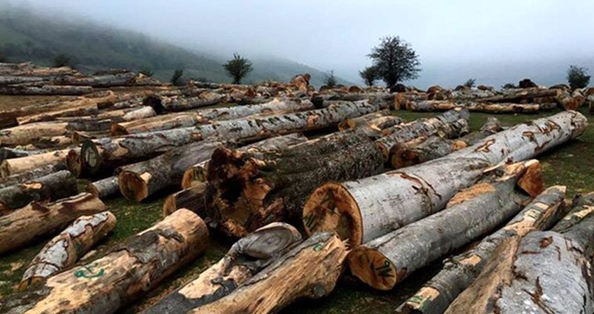 واردات چوب و مساله حفظ جنگل ها در مازندران