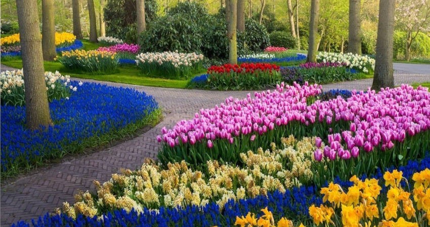 باغ های زیبا و بدون بازدیدکننده لاله هلند در دوران کرونا!