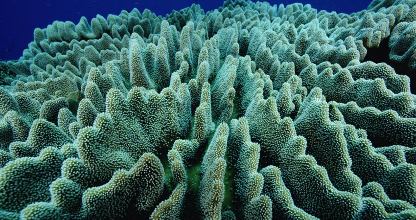 پایش مرجان های چابهار به دلیل آلودگی نفتی متوقف شد